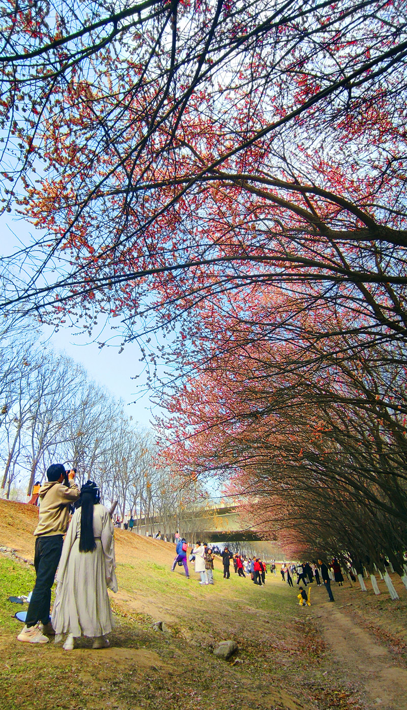 赏花图踏青图片