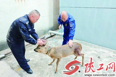 ����������Ա˳�������Ҷ���������