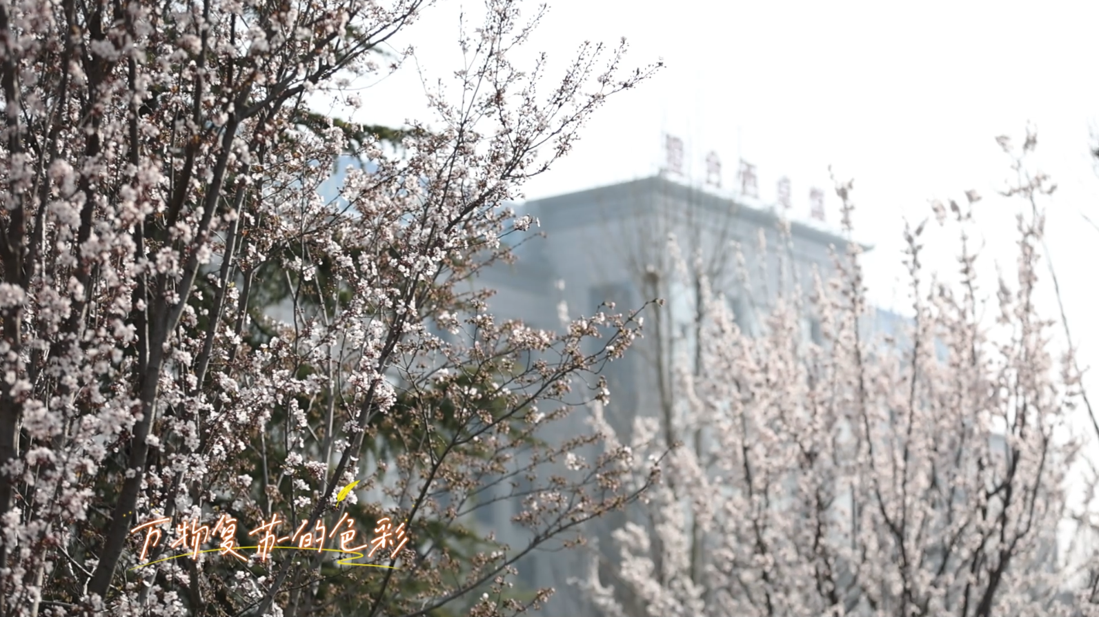 ��׿�崺�� �ܽ�����ʱ