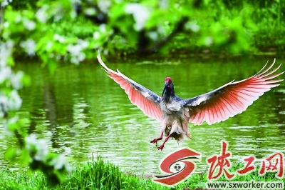 ���q�����زݰӴ��һ��ˮ����ʳ