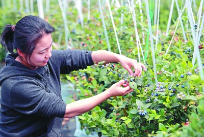 ���Ŵ�������ϣ��