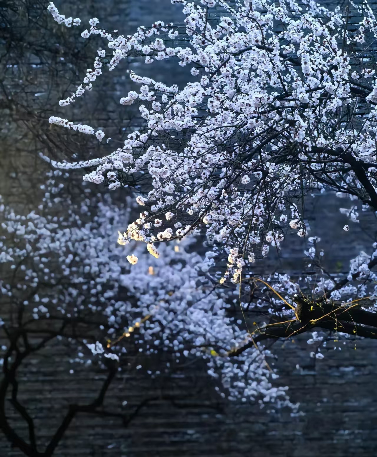 ��ǽ�µ�ɽ�һ�