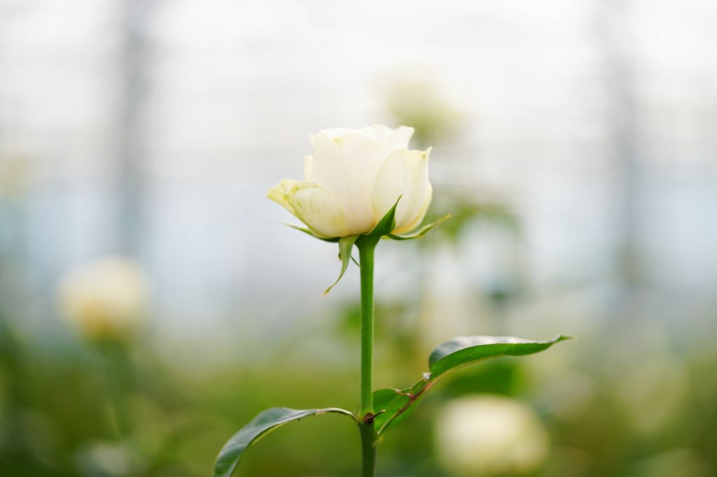 �����㡱�롰������������й�о�����л��¼�����